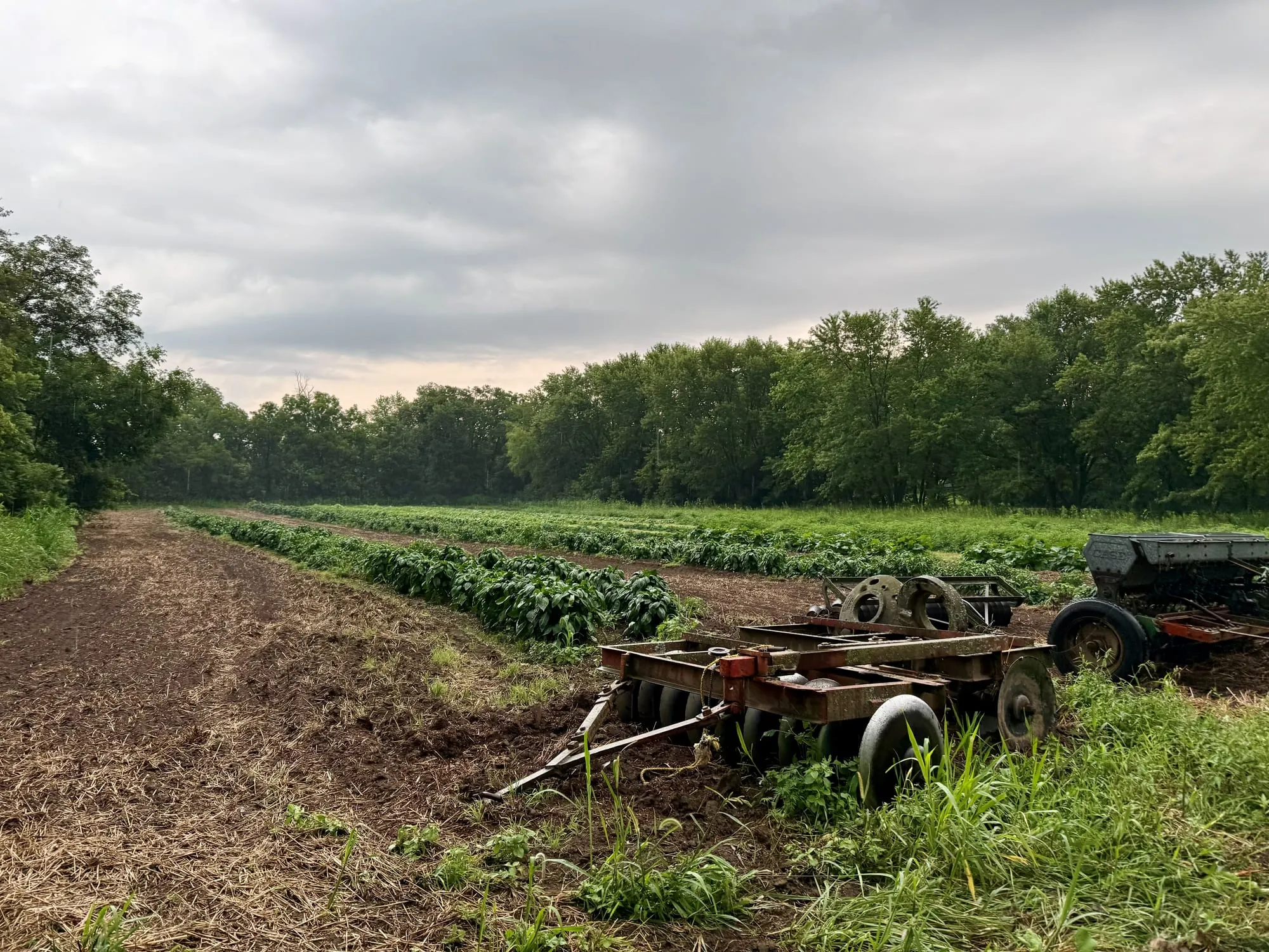 Field rows and a well-worked disc harrow at Wild Trillium Farm, rain moving in over the treeline