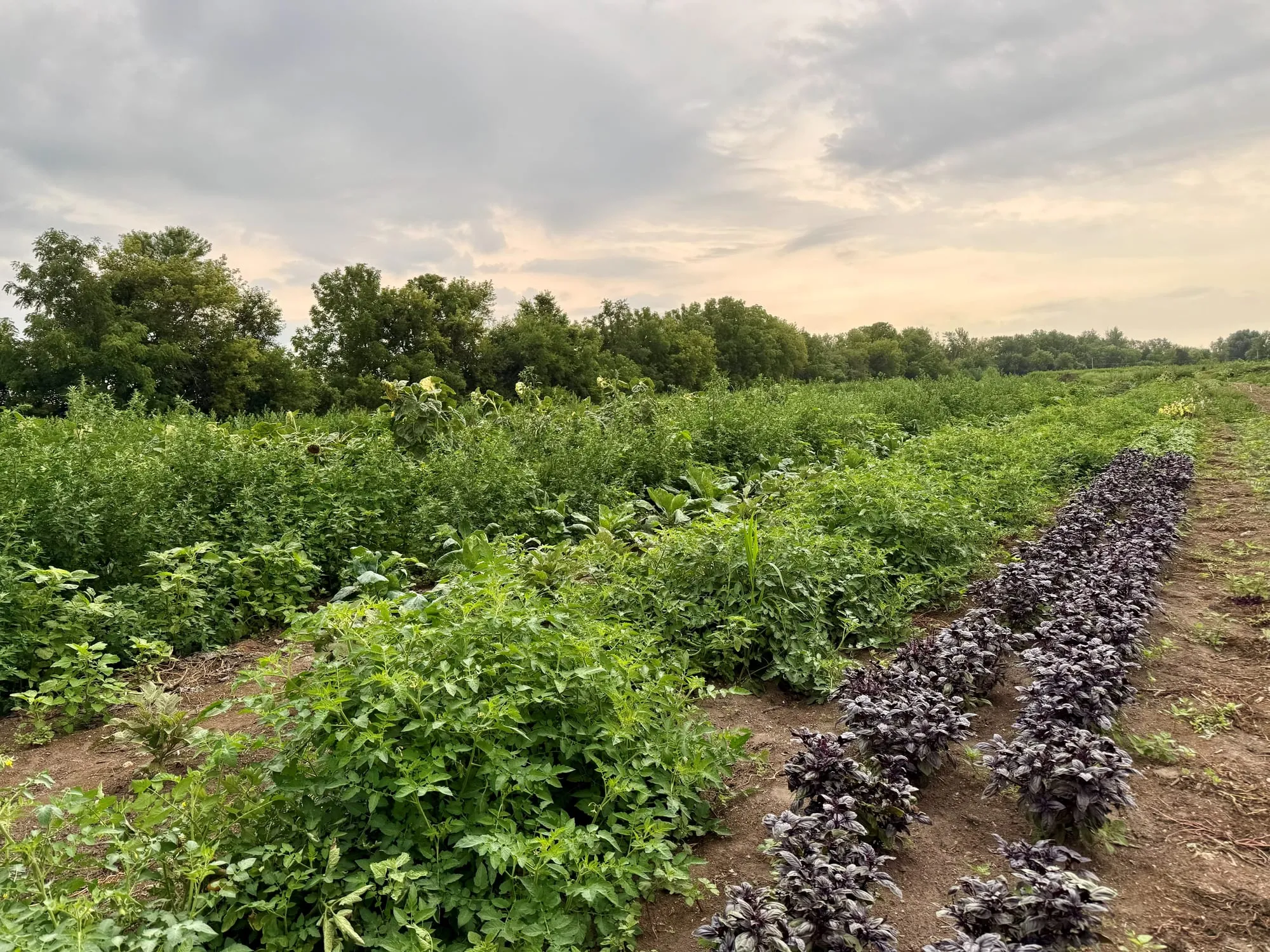 Rows of tomato plants and deep-purple basil at Wild Trillium Farm under a clearing evening sky