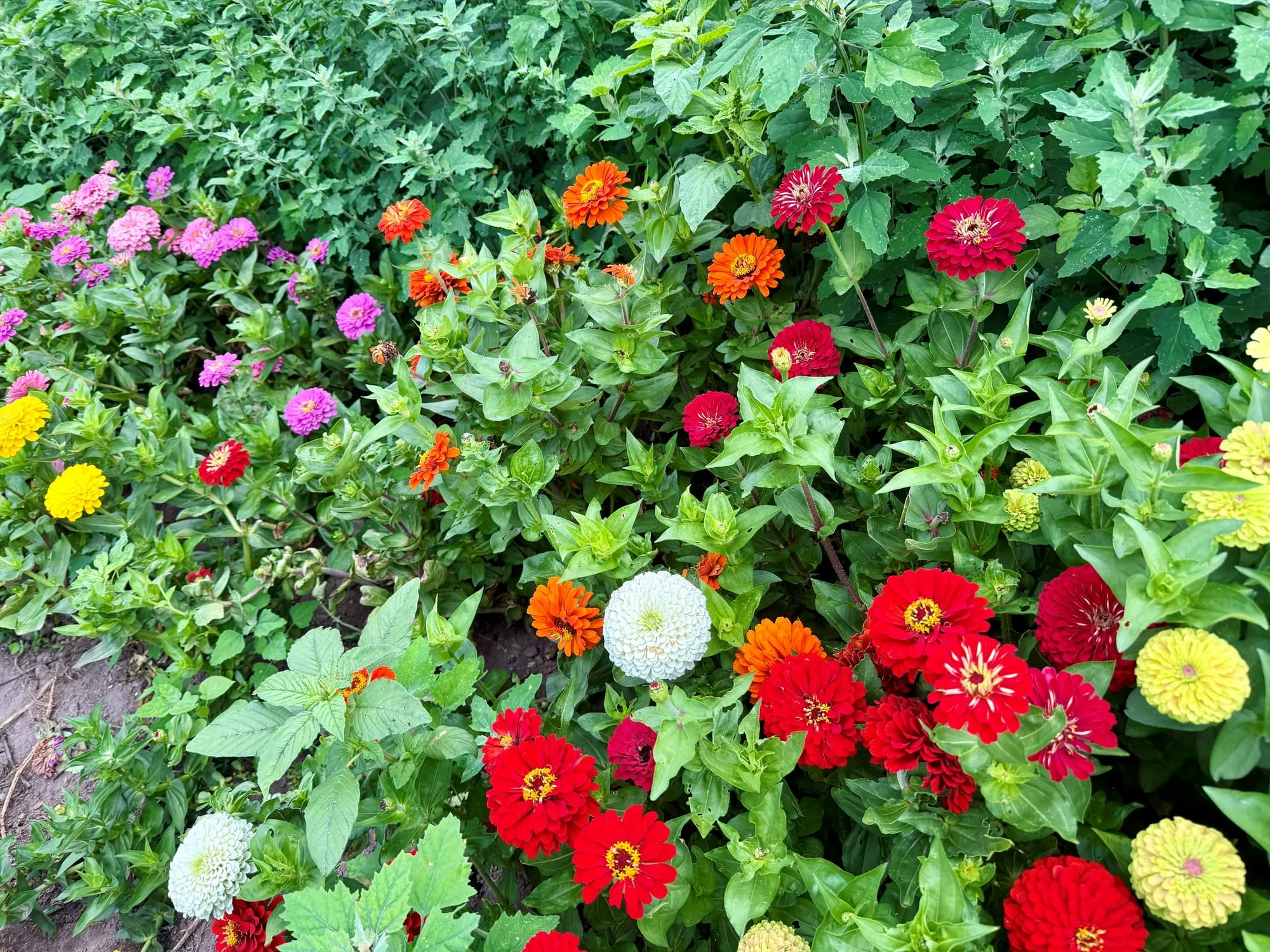 Zinnias in pink, orange, red, yellow, and white crowding the cut-flower rows at Wild Trillium Farm